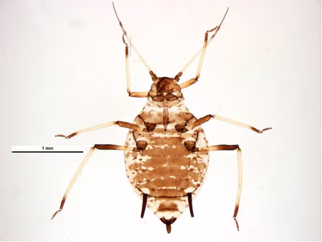 Aphis craccivora