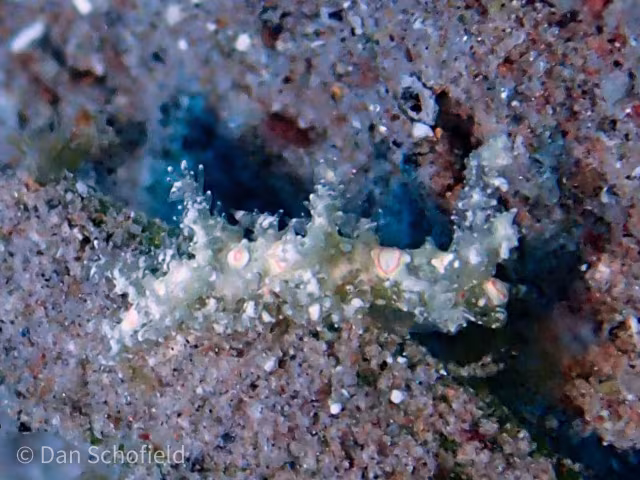 Limenandra nodosa