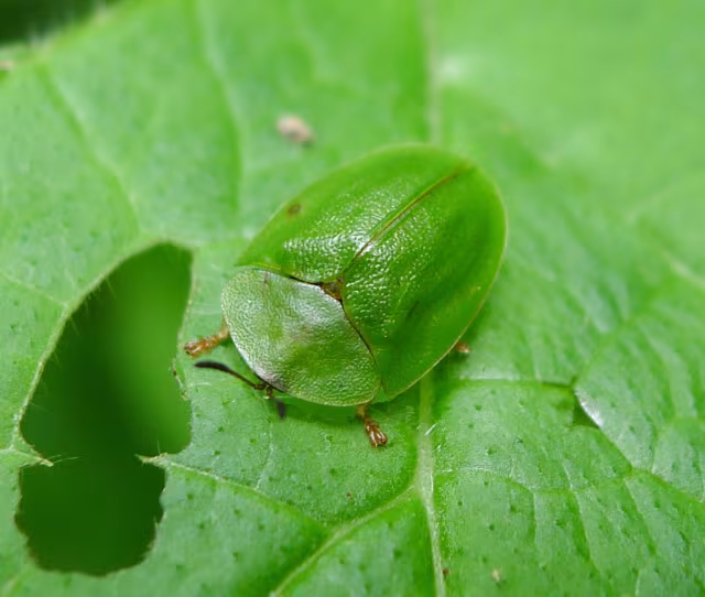 Cassida viridis