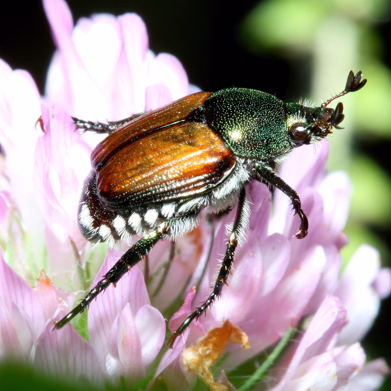 Scarabeo giapponese