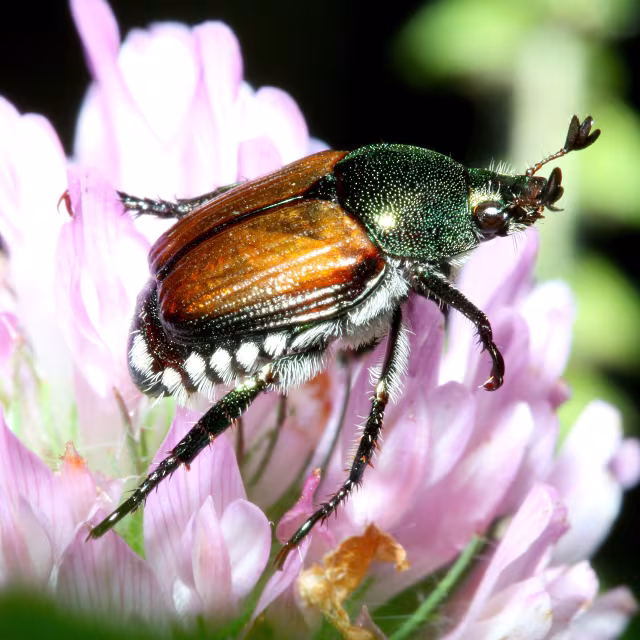 Scarabeo giapponese