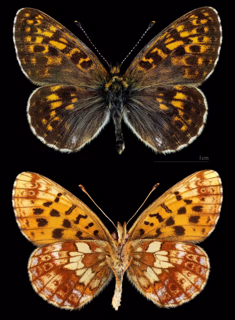Boloria thore