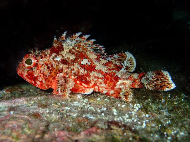 scorfanotto