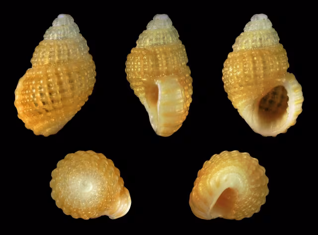 Alvania mamillata