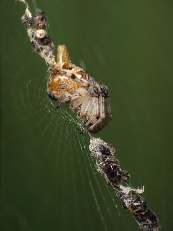 Cyclosa sierrae