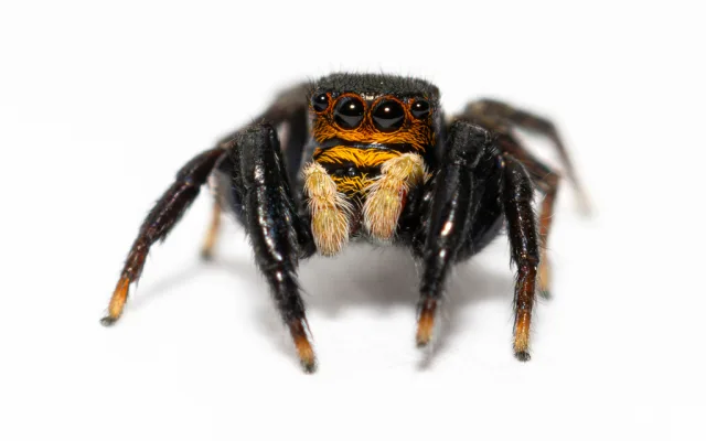 Euophrys herbigrada