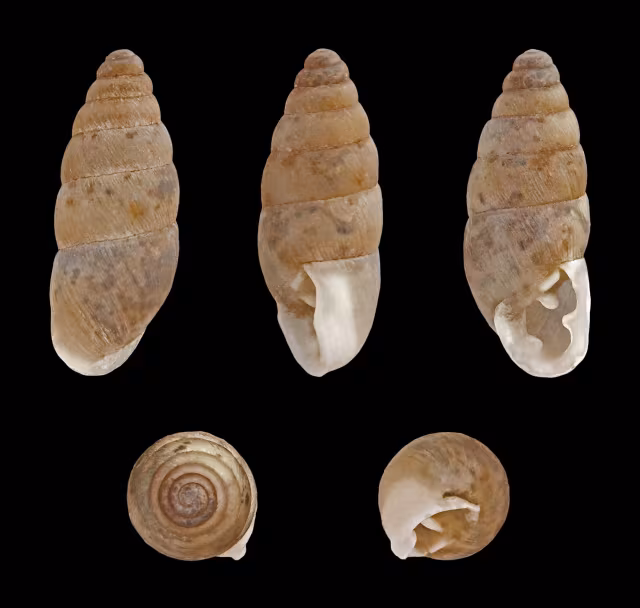 Chondrula tridens