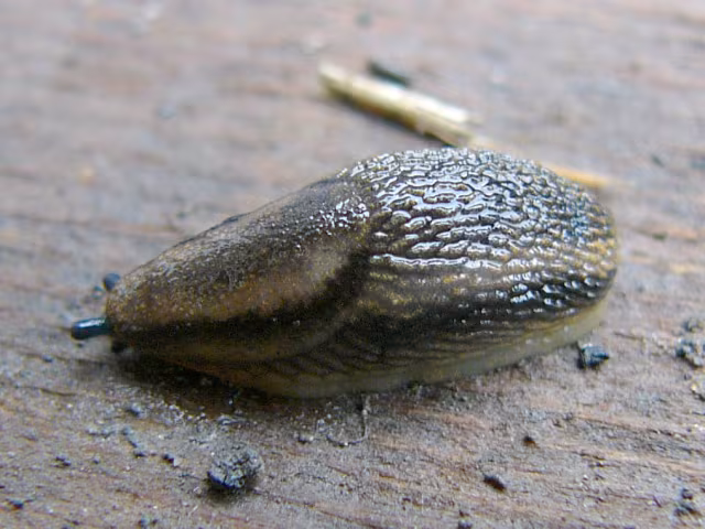Arion distinctus