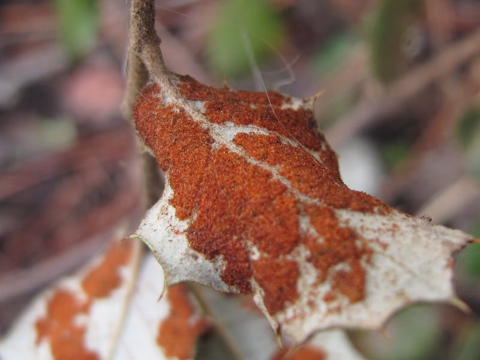 Aceria ilicis
