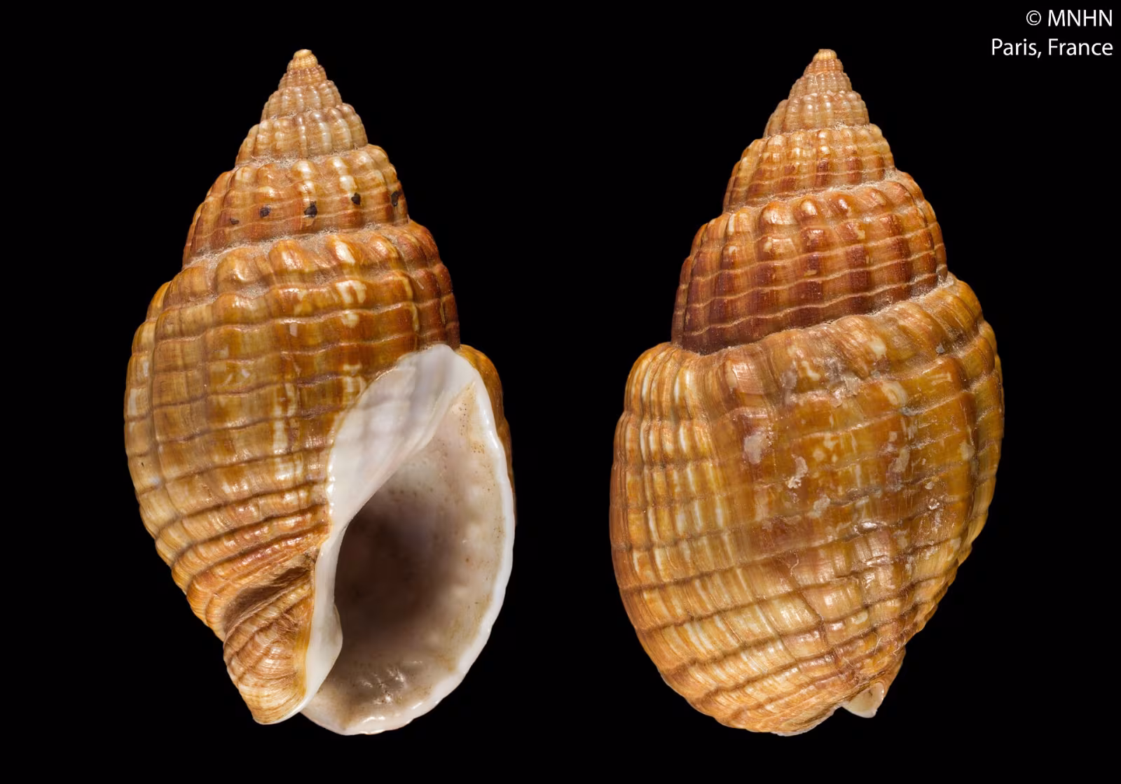 Nassa nitida