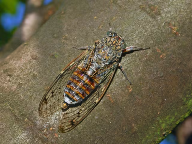 Cicala del frassino