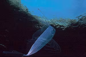 Pesce nastro