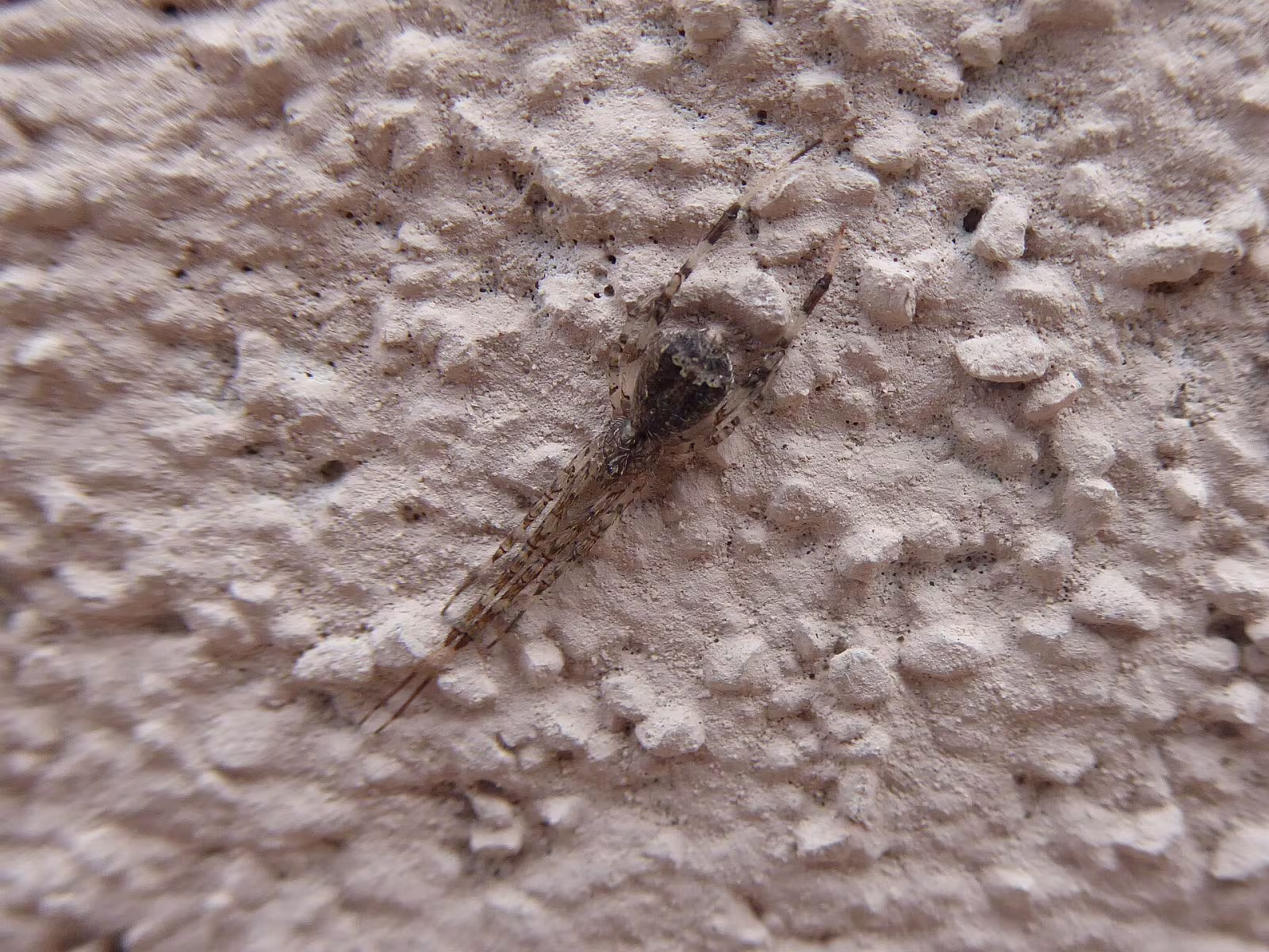 Episinus maculipes