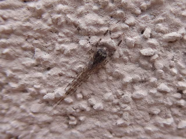 Episinus maculipes