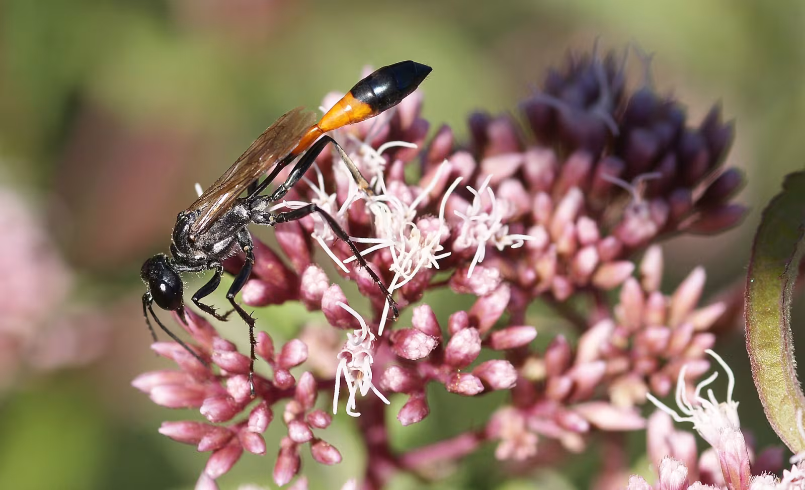 Ammophila sabulosa