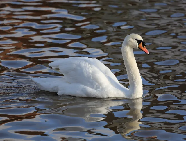 Cigno reale