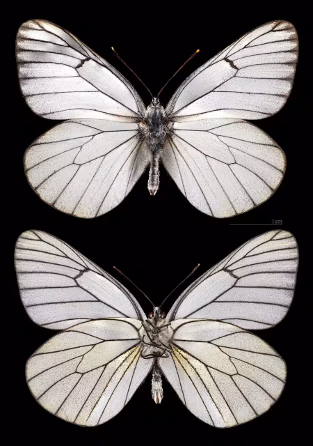Pieride del biancospino