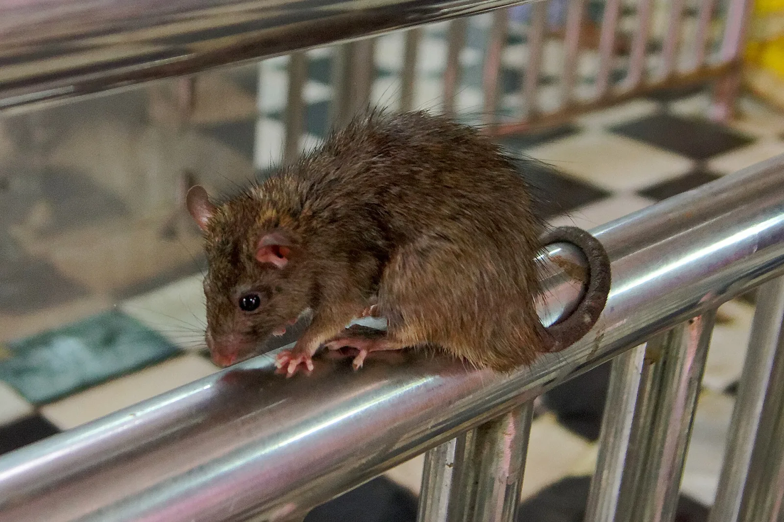 Ratto nero