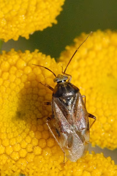 Adelphocoris seticornis