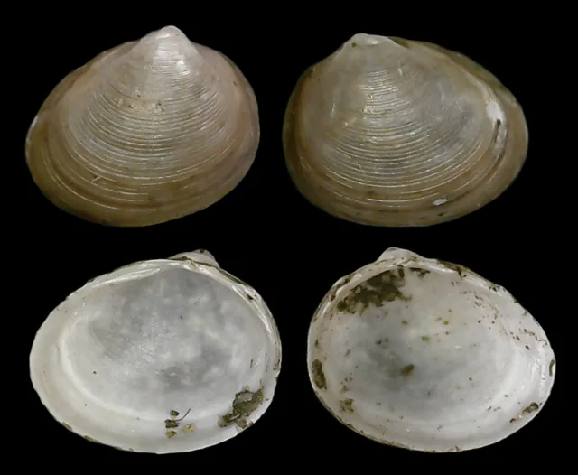 Euglesa henslowana