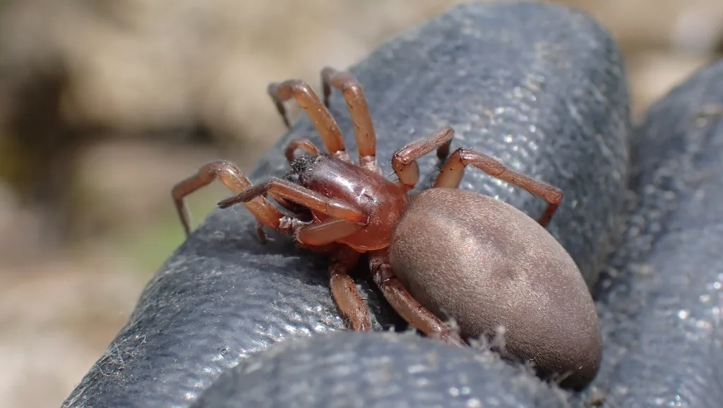 Drassodex validior