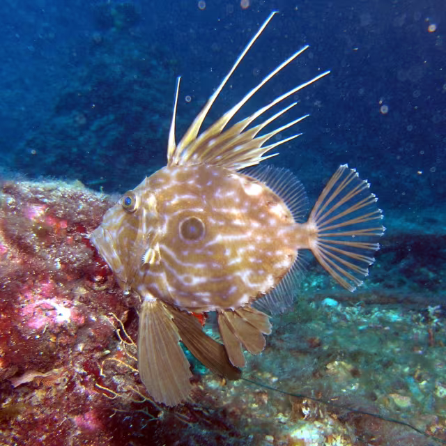 Pesce San Pietro