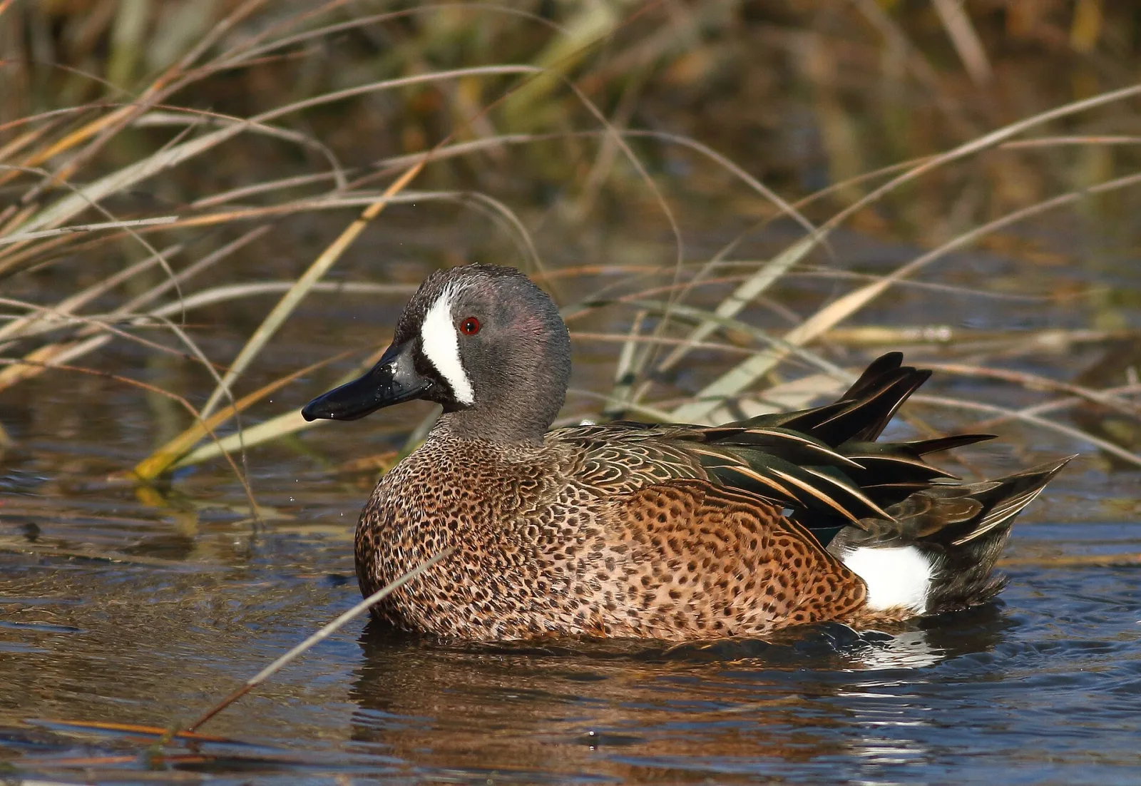 marzaiola americana