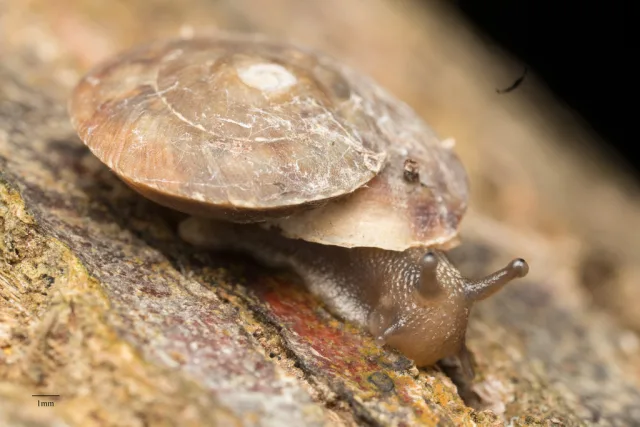 Helicigona lapicida