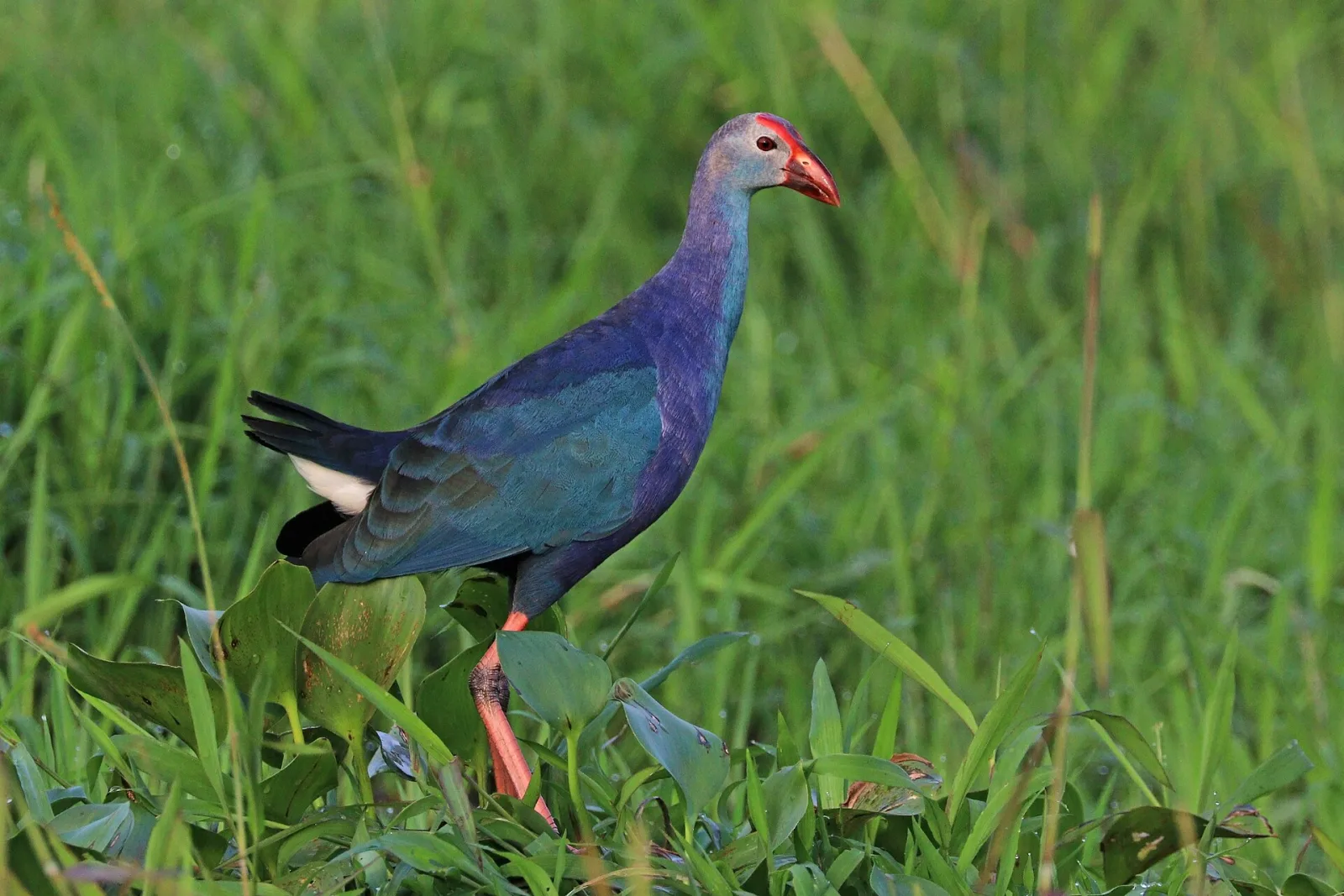 Pollo sultano asiatico