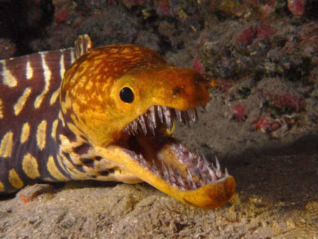 Murena orientale