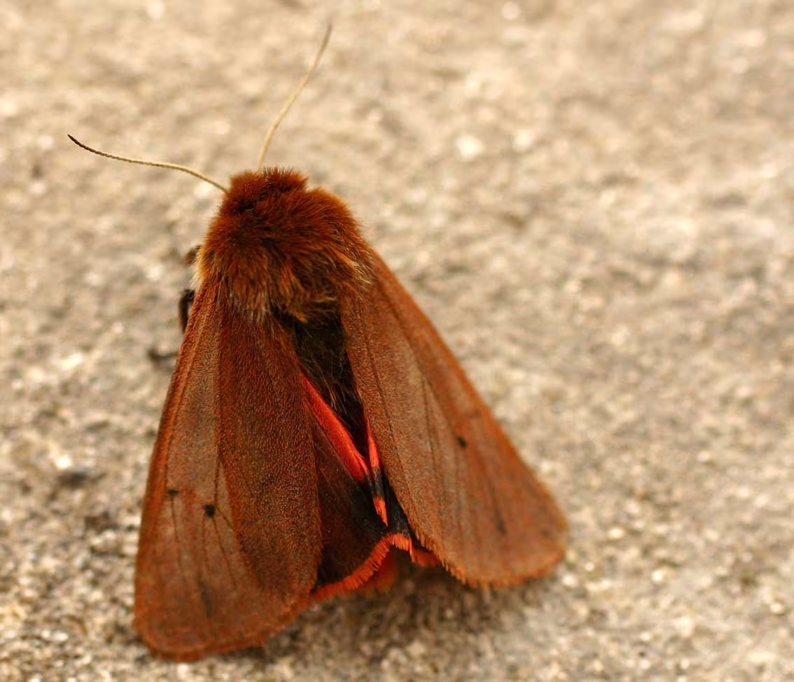 Falena Tigre Rubina