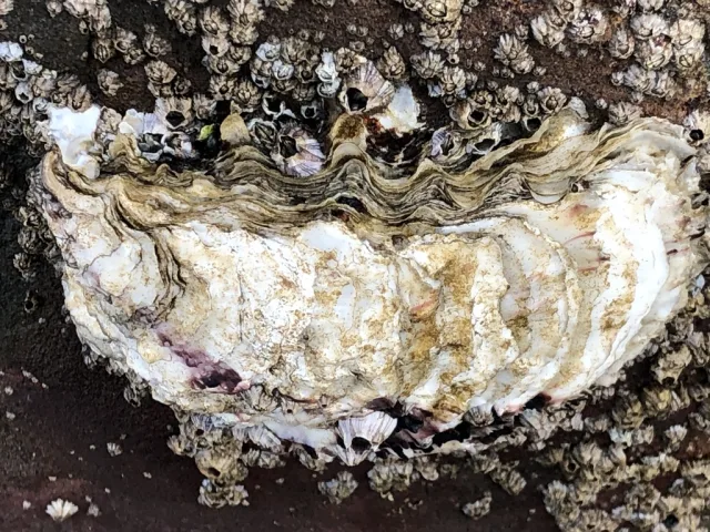 Ostrica Giapponese