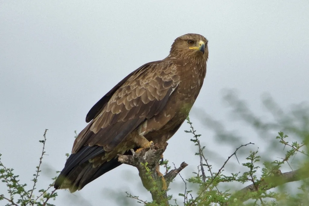 Aquila anatraia minore
