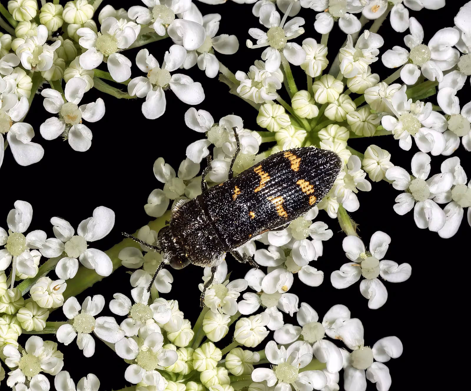 Acmaeoderella flavofasciata