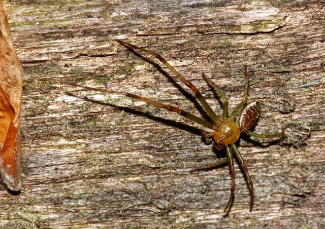 Diaea livens