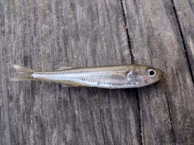 latterino capoccione