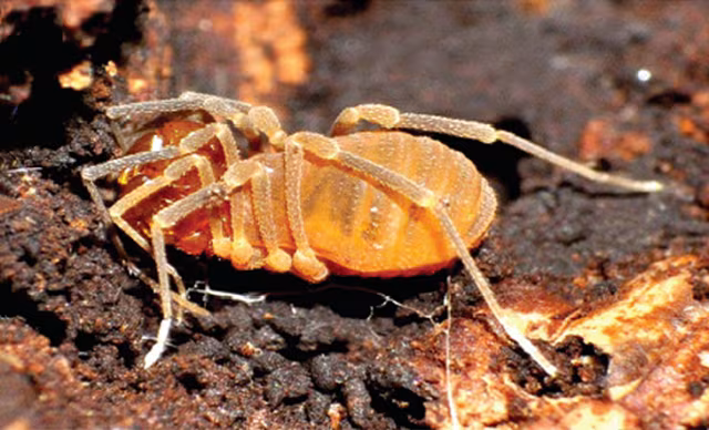 Opilione della Lessinia