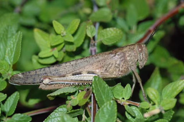 Locusta egiziana