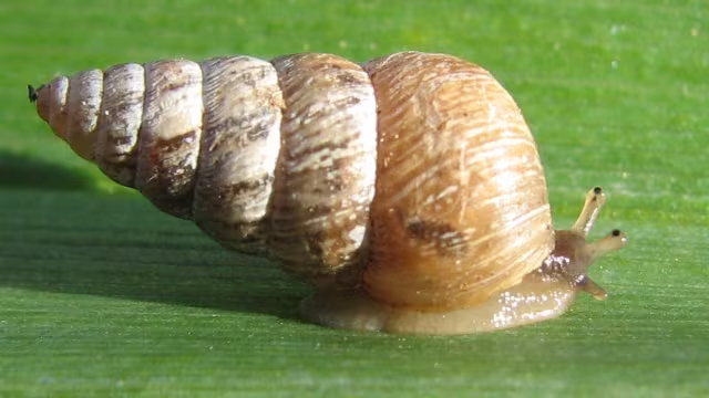 Coclicella