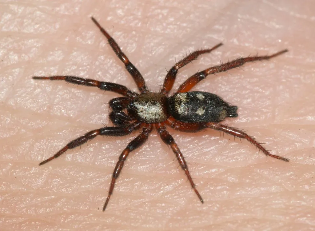 Callilepis schuszteri