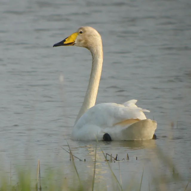 Cigno selvatico