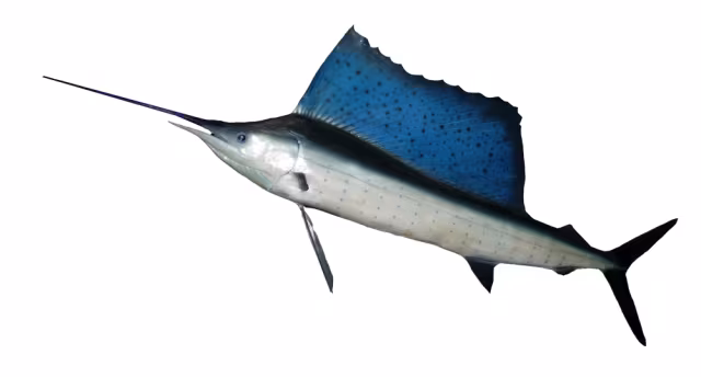 Pesce vela Indo-Pacifico