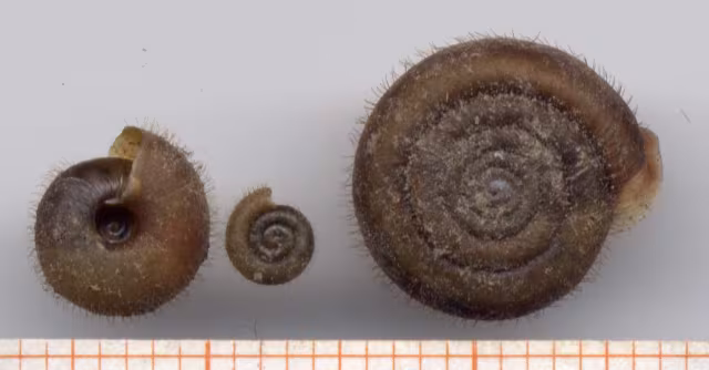 Helicodonta obvoluta