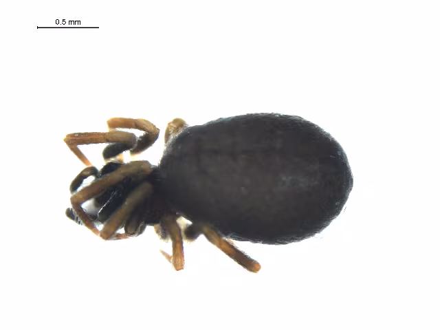 Lasaeola prona