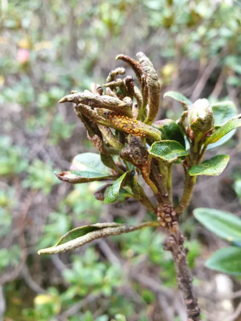 Aceria alpestris