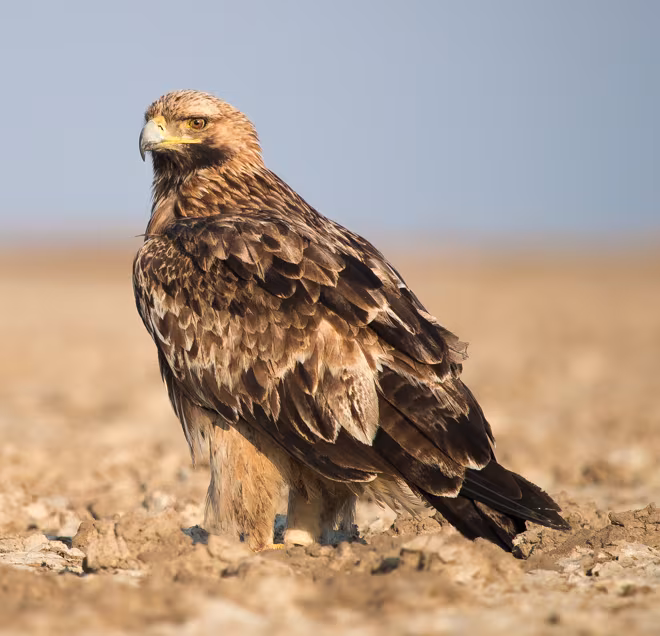 Aquila imperiale