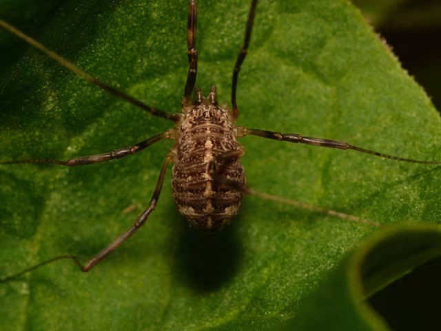 Opilio saxatilis