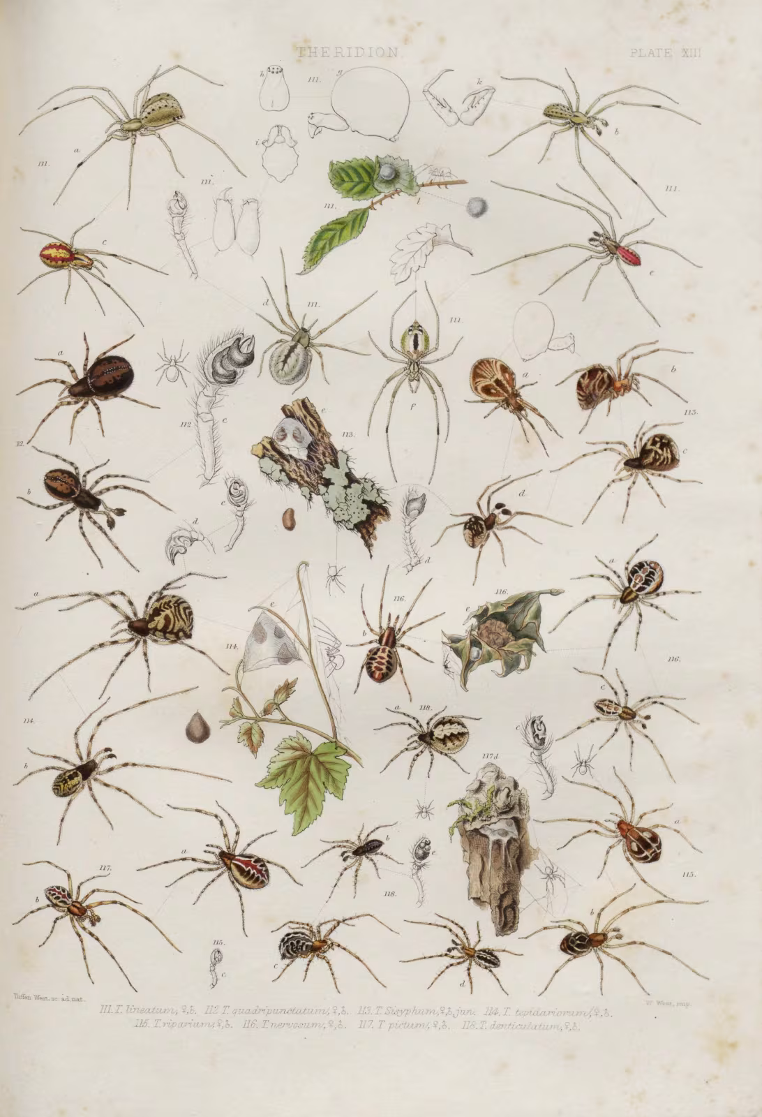 Theridion melanurum