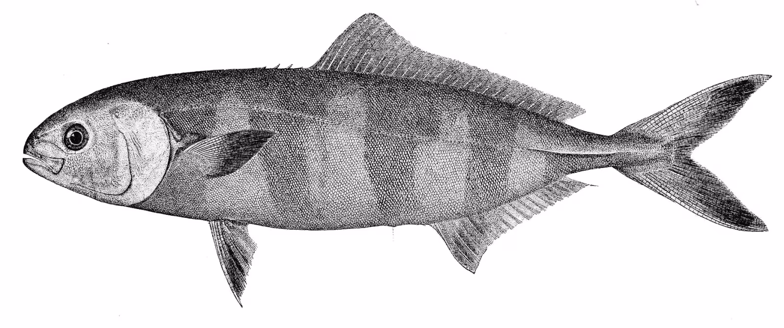 Pesce pilota