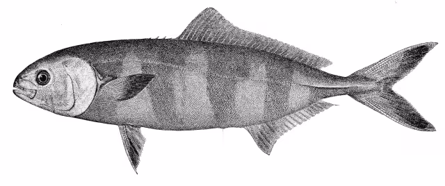 Pesce pilota